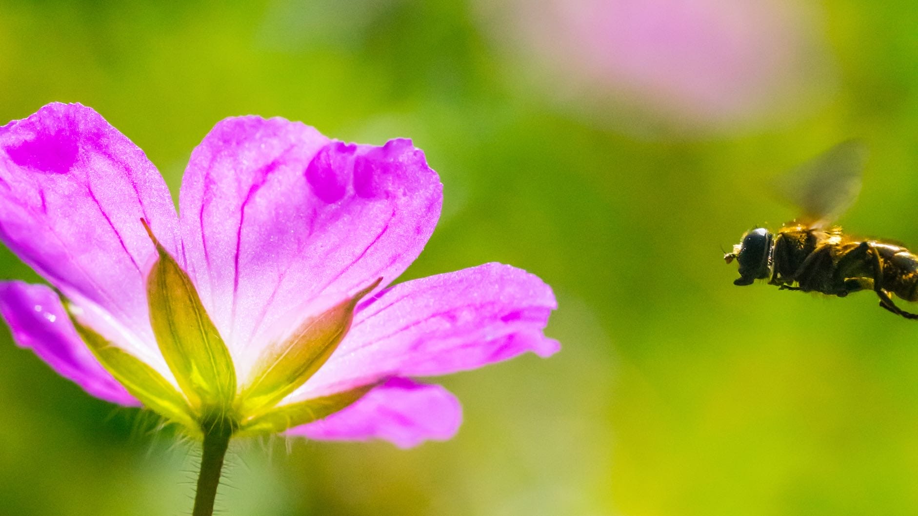 Nahaufnahme einer lila Blüte von unten, rechts eine Biene im Flug