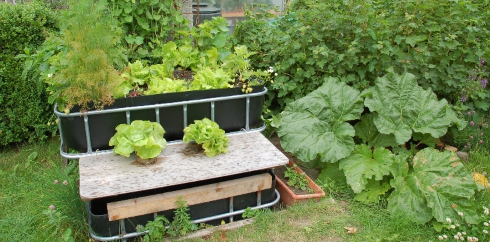 Eine Aquaponik-Anlage im Garten, zwei Pflanzbehälter übereinander, die Salat und andere Pflanzen enthalten