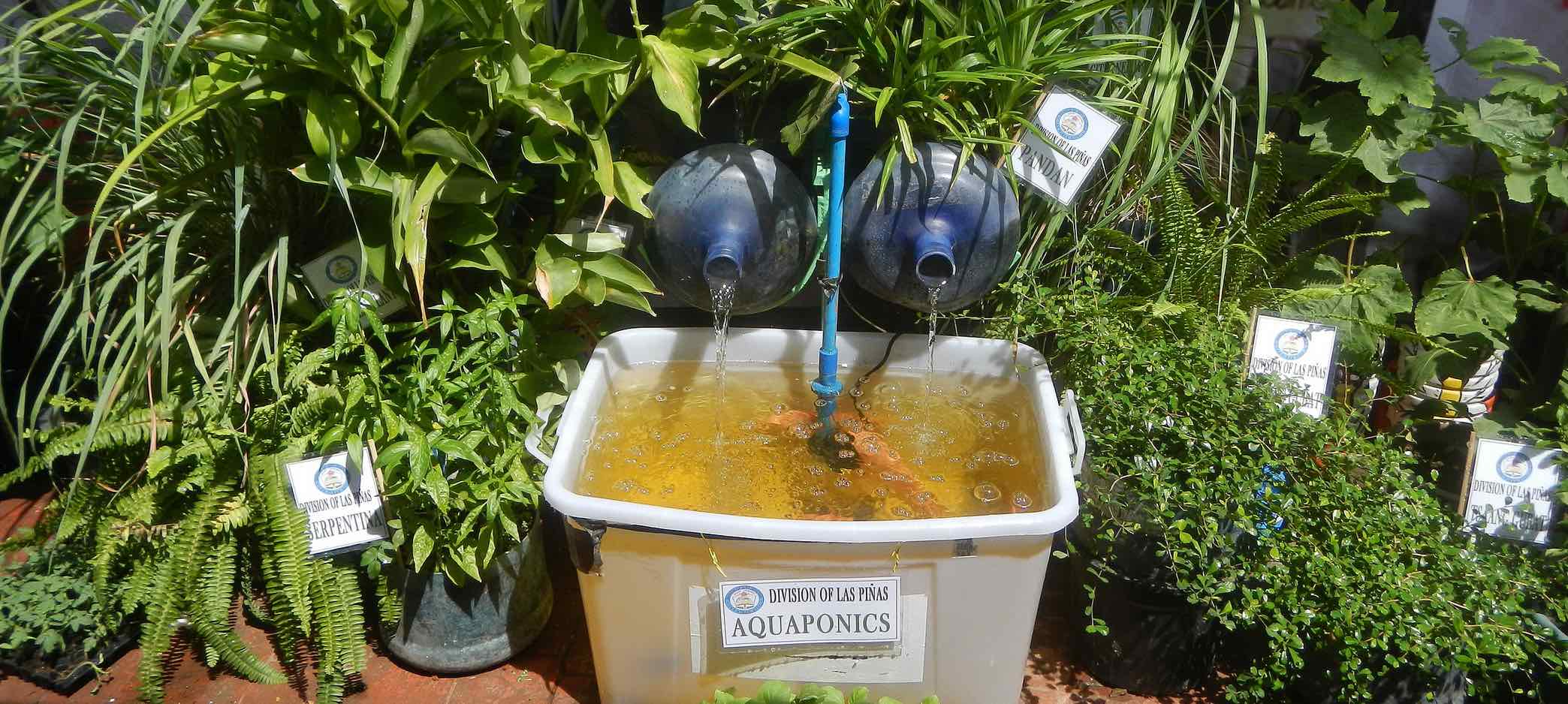 Eine Aquaponik-Anlage mit einem Wassertank aus dem Wasser in zwei blaue Gefäße und von dort in ein weißes Becken fließt. Um d