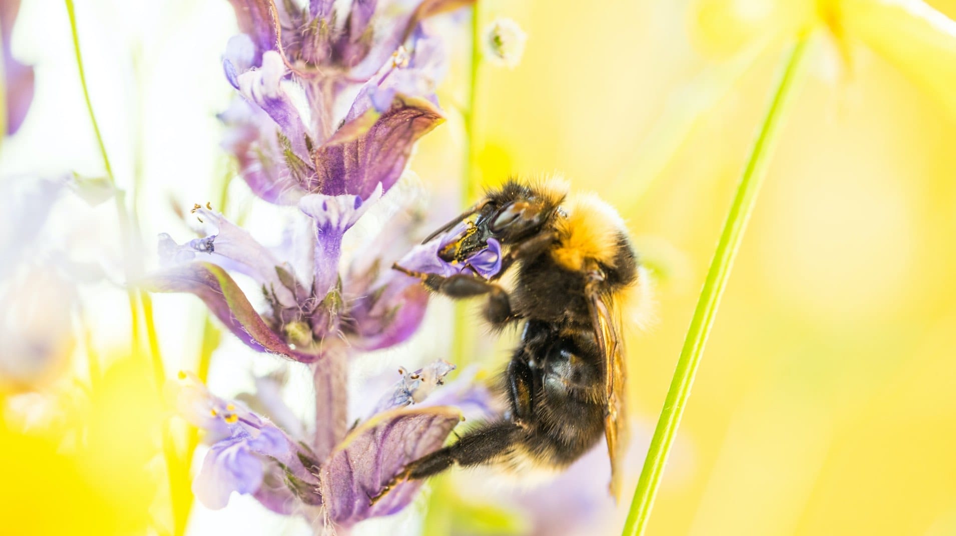 Nahaufnahme einer Hummel, die Nektar aus einer lila Blüte saugt, mit gelbem, verschwommenem Hintergrund