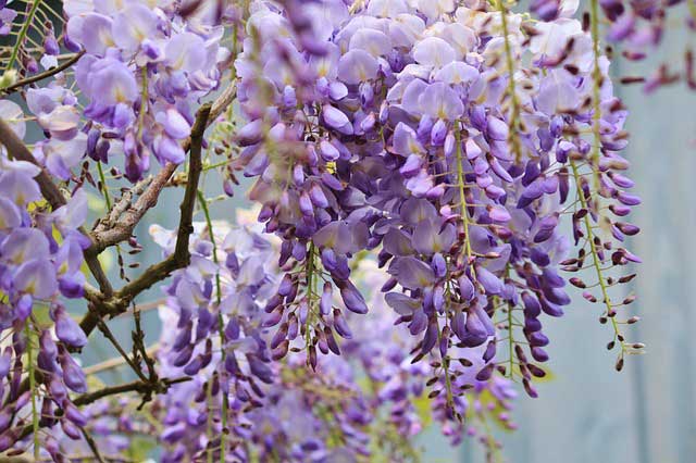 Blühende Glyzinien in verschiedenen Lila- und Violetttönen hängen vor einem hellblauen Hintergrund