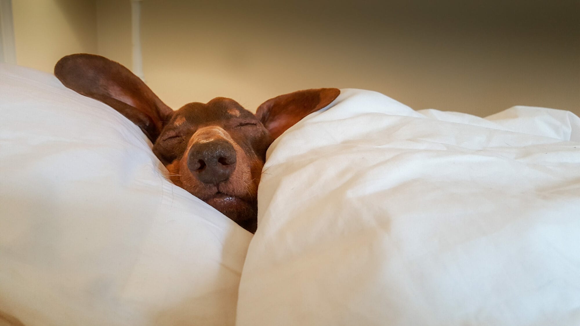 Brauner Hund schläft mit geschlossenen Augen auf einem weißen Kissen unter einer weißen Decke