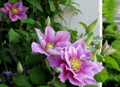 Große, geöffnete Blüten der pinken Clematis mit Knospen und Blättern ranken an einer hellen Hauswand