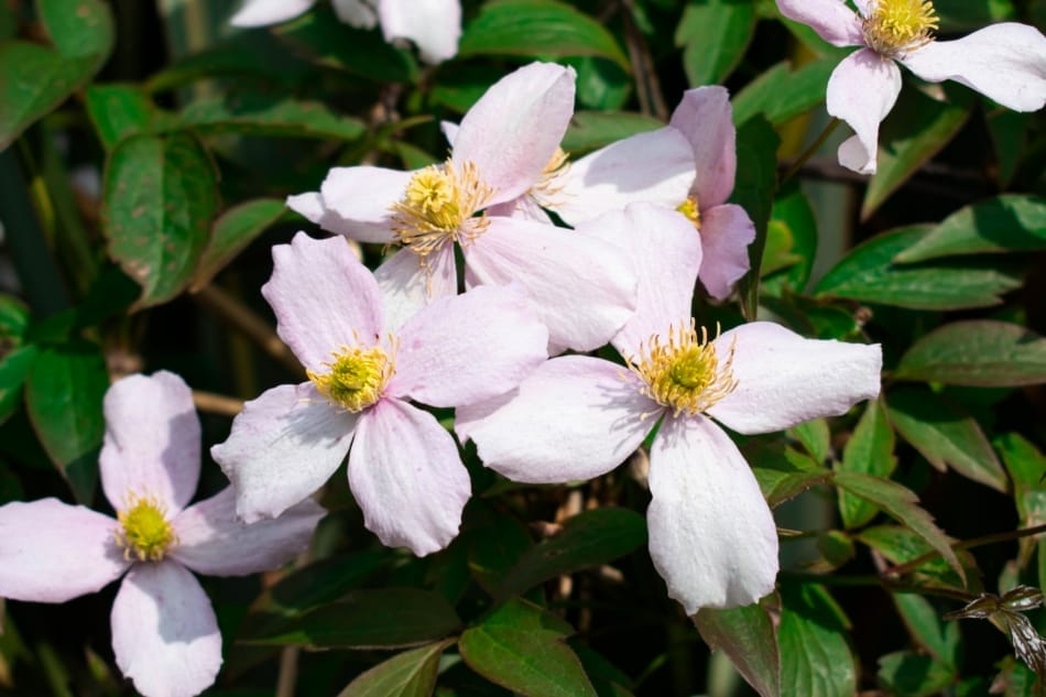 Großaufnahme mehrerer blassvioletter Clematis-Blüten mit gelber Mitte und grünen Blättern im Hintergrund
