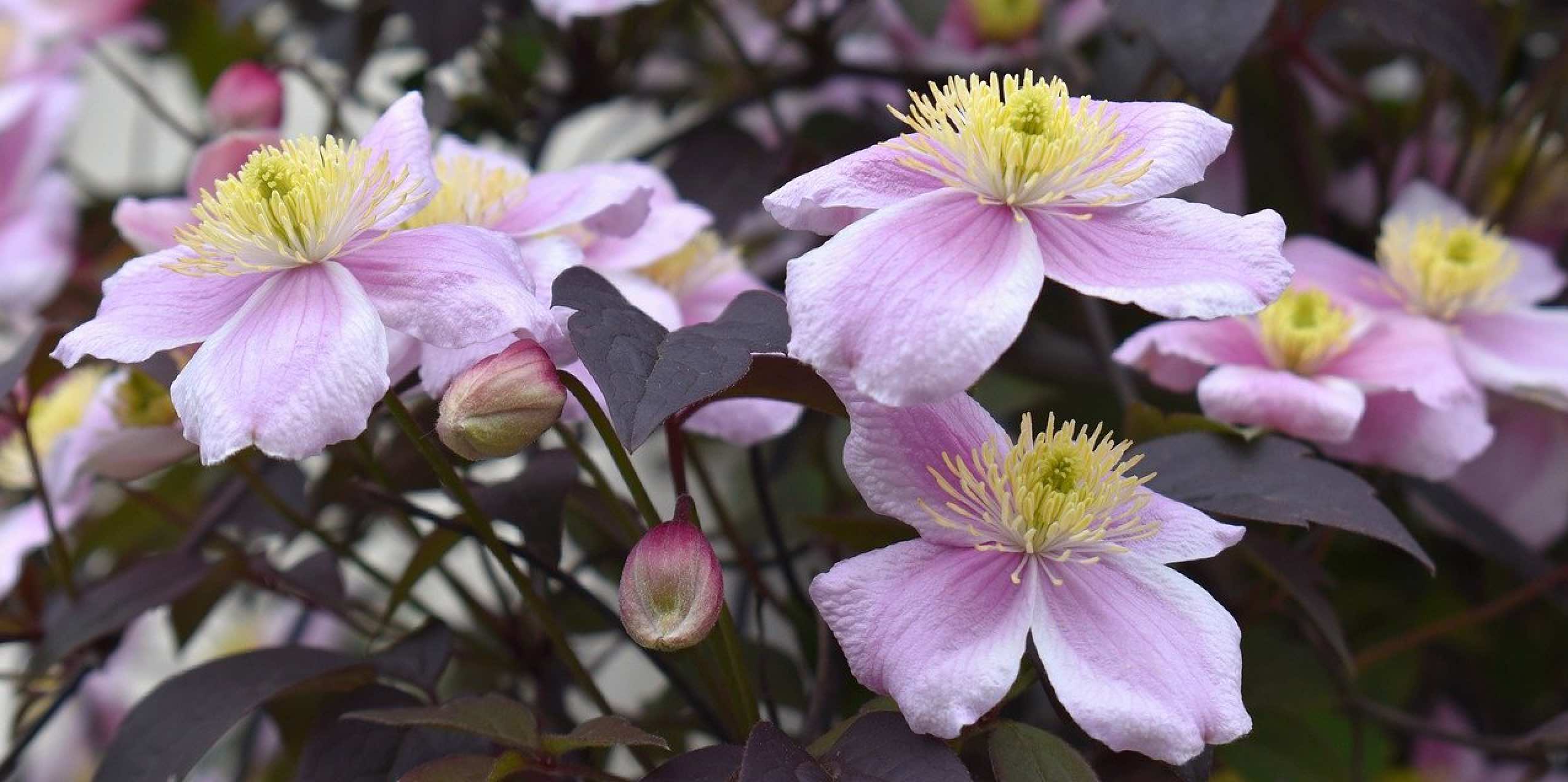 Rosa Blüten der Waldrebe (Clematis) mit gelbem Stempel und dunklem Laub