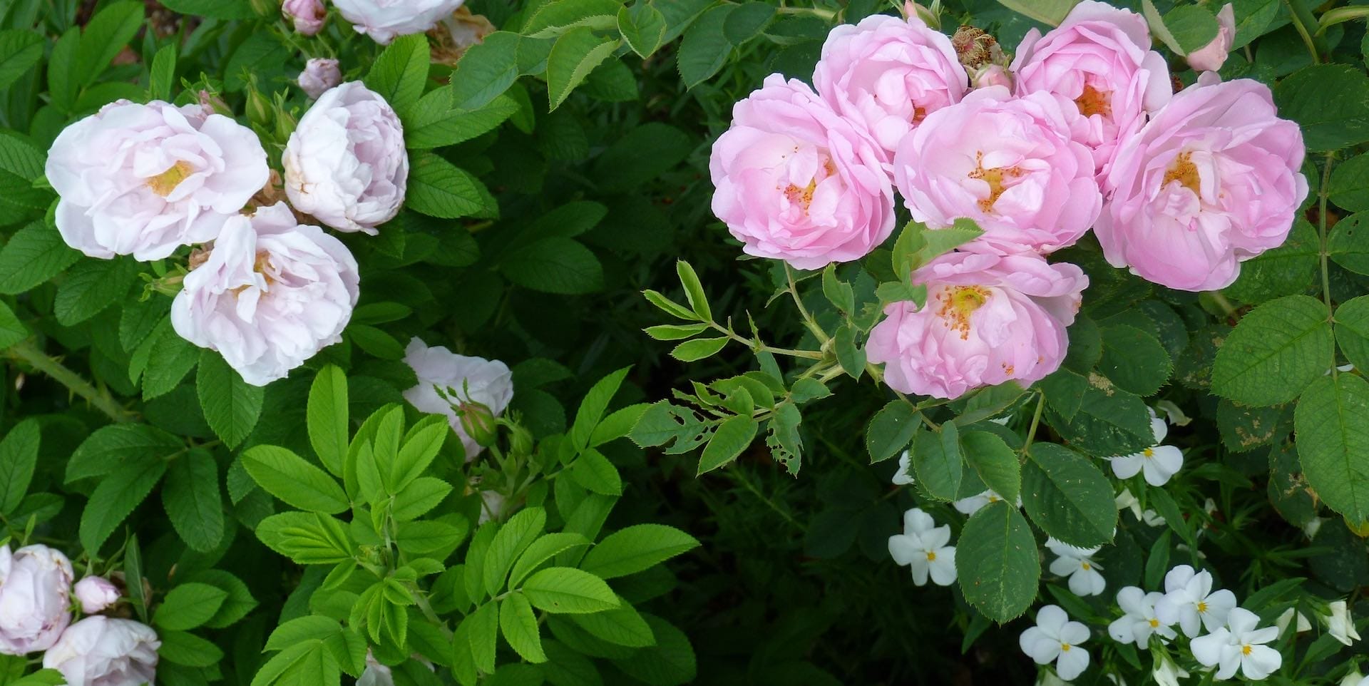 Rosen und andere Blumen in verschiedenen Rosa- und Weißtönen inmitten grüner Blätter in einem Garten