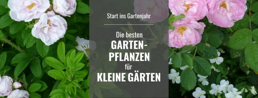 Helle rosa und pinke Rosen umrahmen den Schriftzug "Die besten Gartenpflanzen für kleine Gärten"