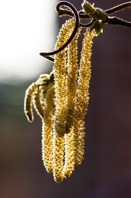 Nahaufnahme von flaumigen, gelben Pollen, die von einer Haselnusszweig herabhängen