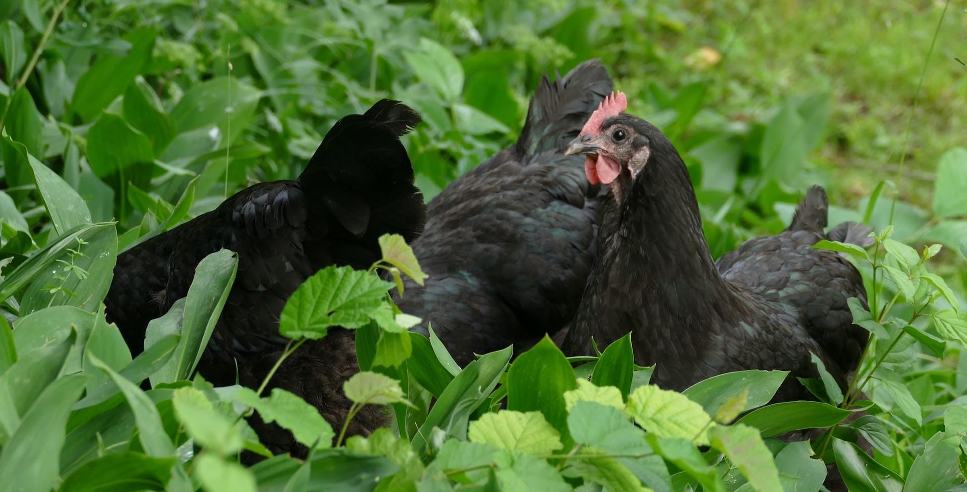 Drei schwarze Australorps Hühner verstecken sich im hohen grünen Gras
