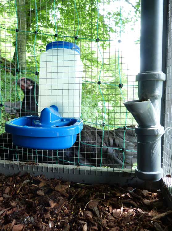 Ein Hühnerstall von innen, zu sehen sind Futter- und Wasserbehälter, sowie eine schwarze Henne im Hintergrund
