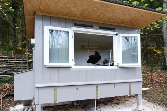 Ein schwarzes Huhn sitzt im offenen Fenster eines grauen Hühnerstalls