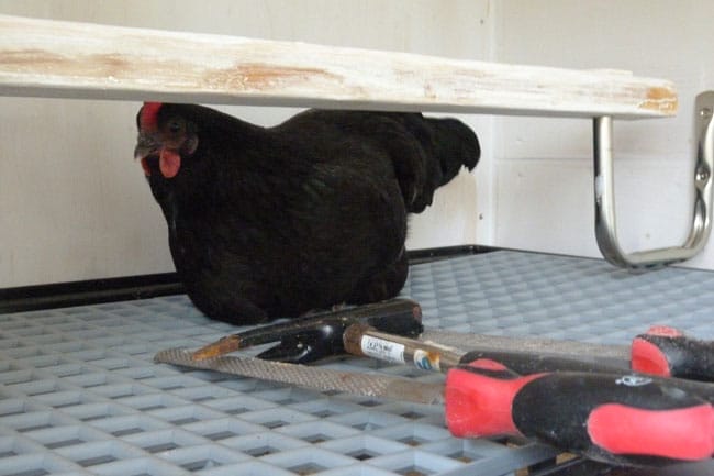 Schwarzes Huhn kauert unter einer Sitzstange auf grauen Gitterplatten im Hühnerstall, davor Werkzeuge