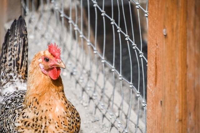 Geschecktes Huhn vor einem Volierendrahtzaun und Holzwand