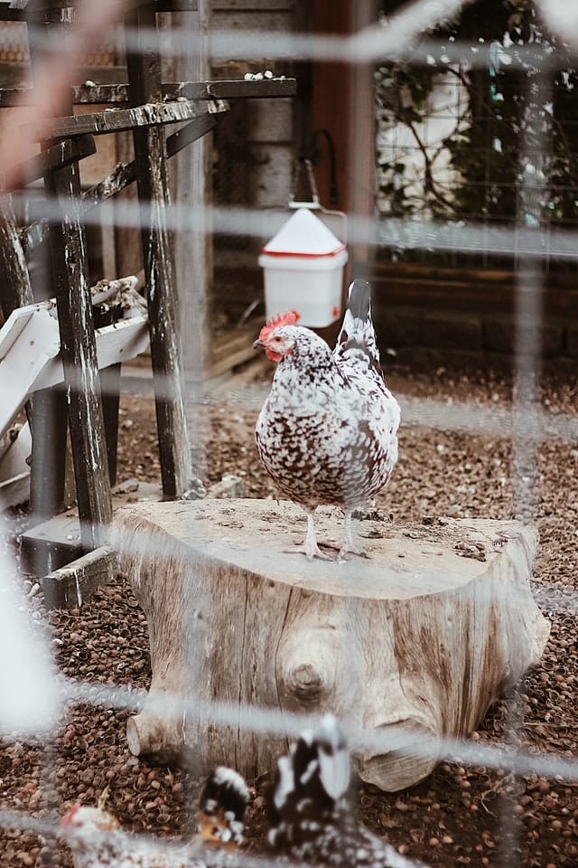Ein gesprenkeltes Huhn steht auf einem Baumstamm in einem umzäunten Hühnerauslauf