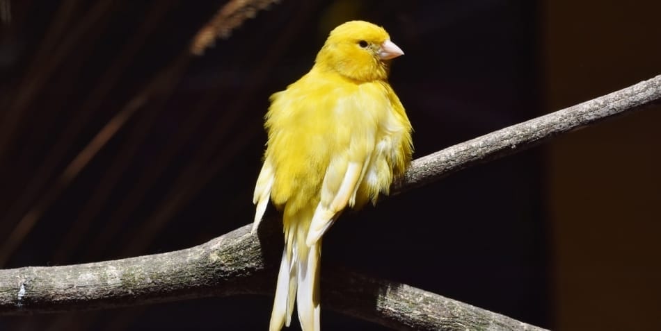 Ein gelber Kanarienvogel sitzt auf einem Ast mit dunklem Hintergrund
