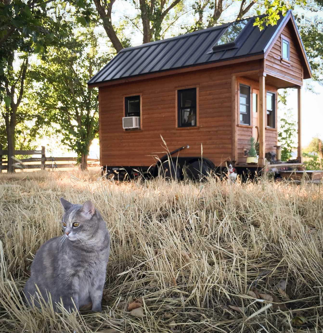 Graue Katze sitzt im hohen, trockenen Gras vor einem kleinen Holzhaus mit dunklem Dach