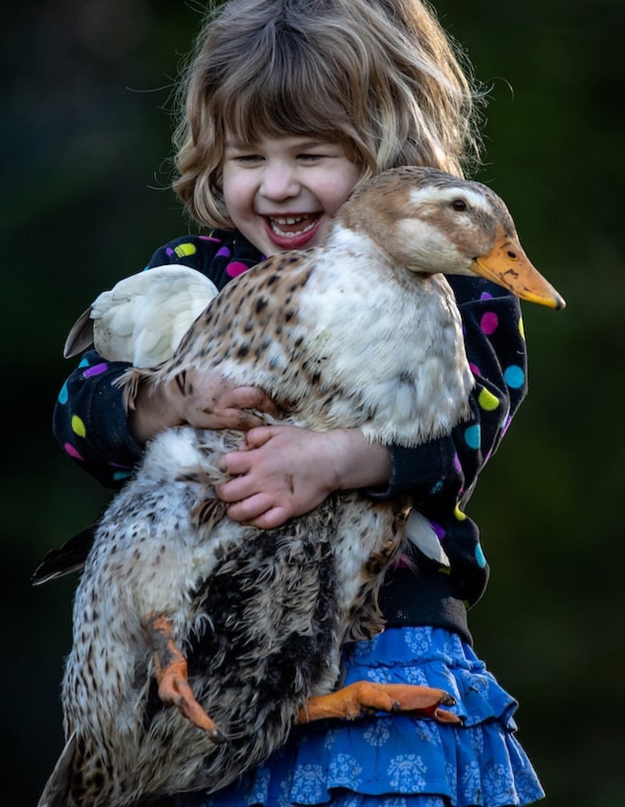 Ein freudiges Kind hält eine Laufente im Arm, die Füße der Ente baumeln herab