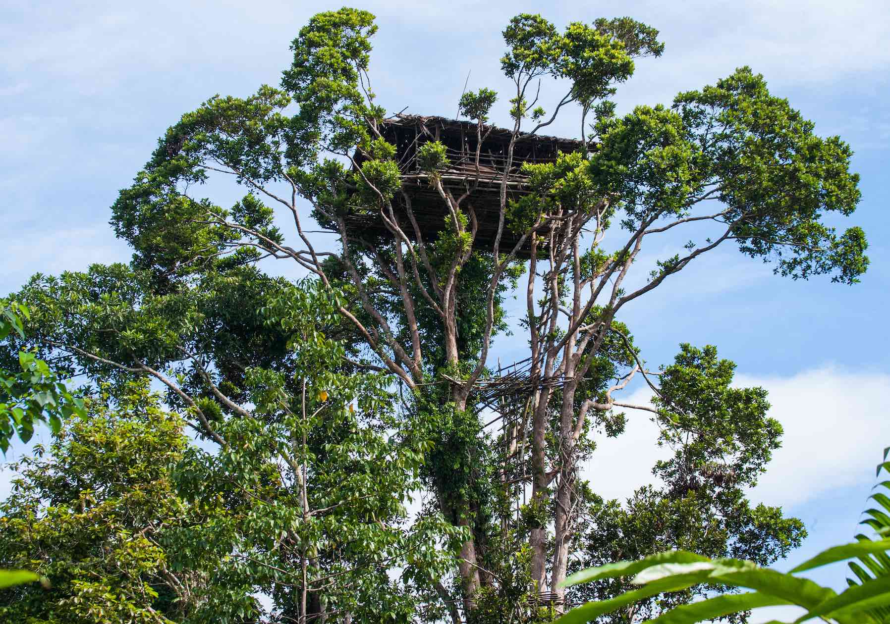 Ein Korowai Baumhaus hoch oben in einem Baum in Papua-Neuguinea, umgeben von dichtem Grün und blauem Himmel