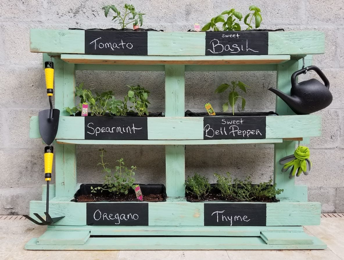 Vertikales Kräuterregal aus mintgrünen Holzpaletten mit Tomaten, Basilikum, Minze, Peperoni, Oregano, Thymian