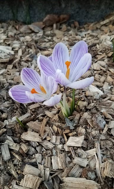 Zwei gemulchte hellviolette Krokusse mit orangefarbenen Stempeln sprießen aus Holzhackschnitzeln im Garten