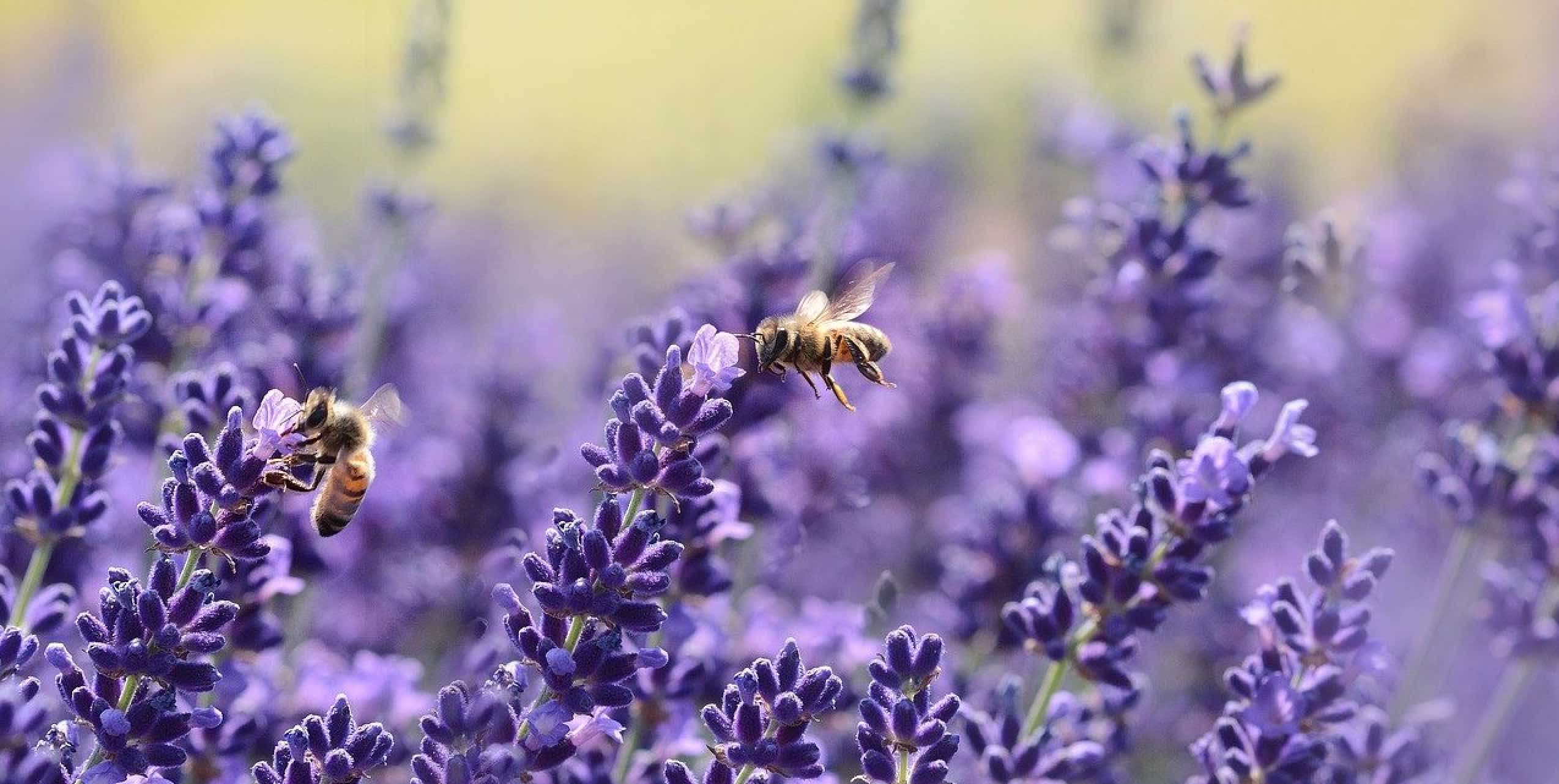 Nahaufnahme eines Lavendelfeldes mit zwei Bienen, die auf den lila Blüten landen
