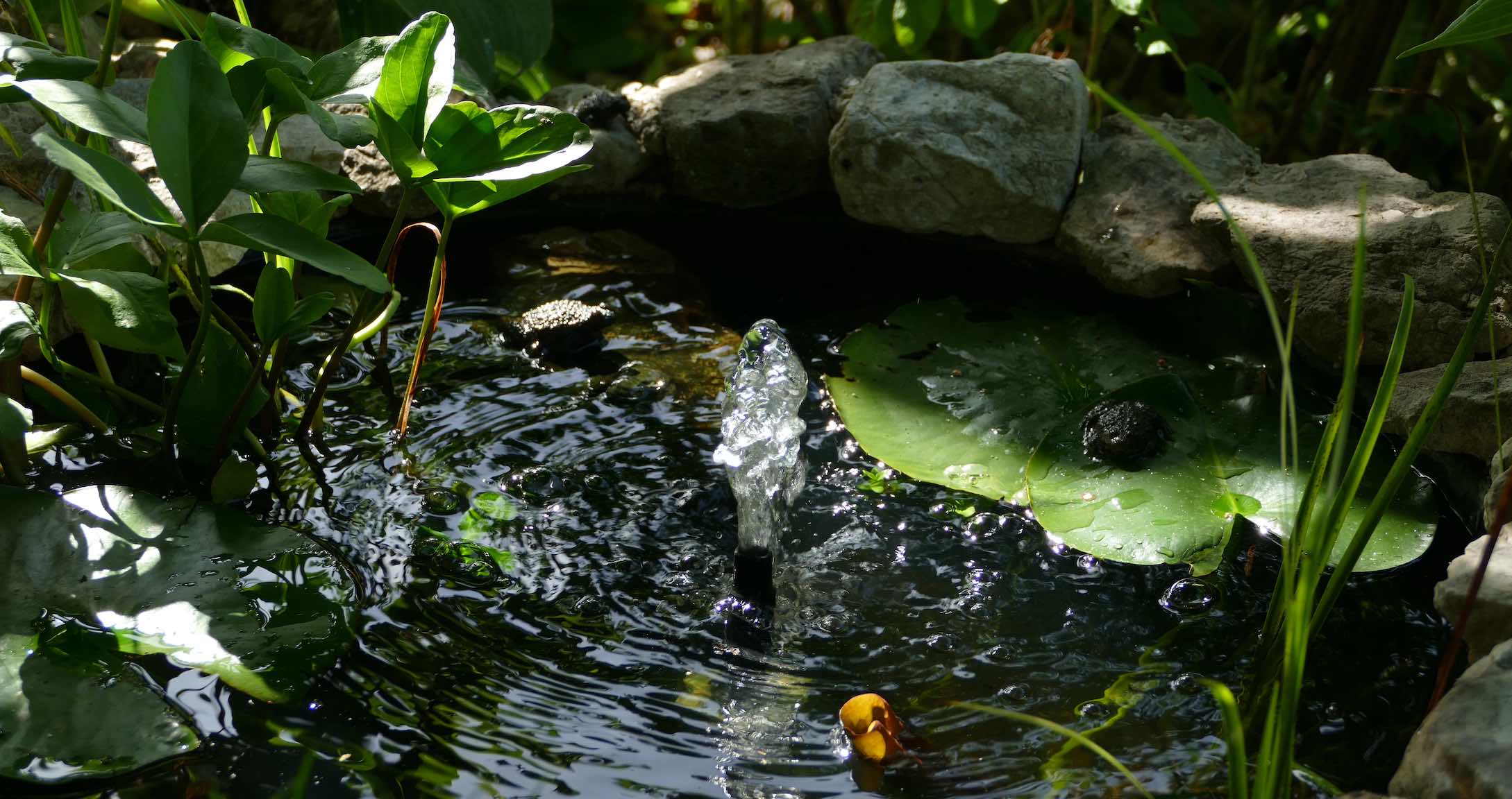 Wasserspiel in einem Teich, umgeben von Pflanzen und Steinen mit einer Seerose im Vordergrund
