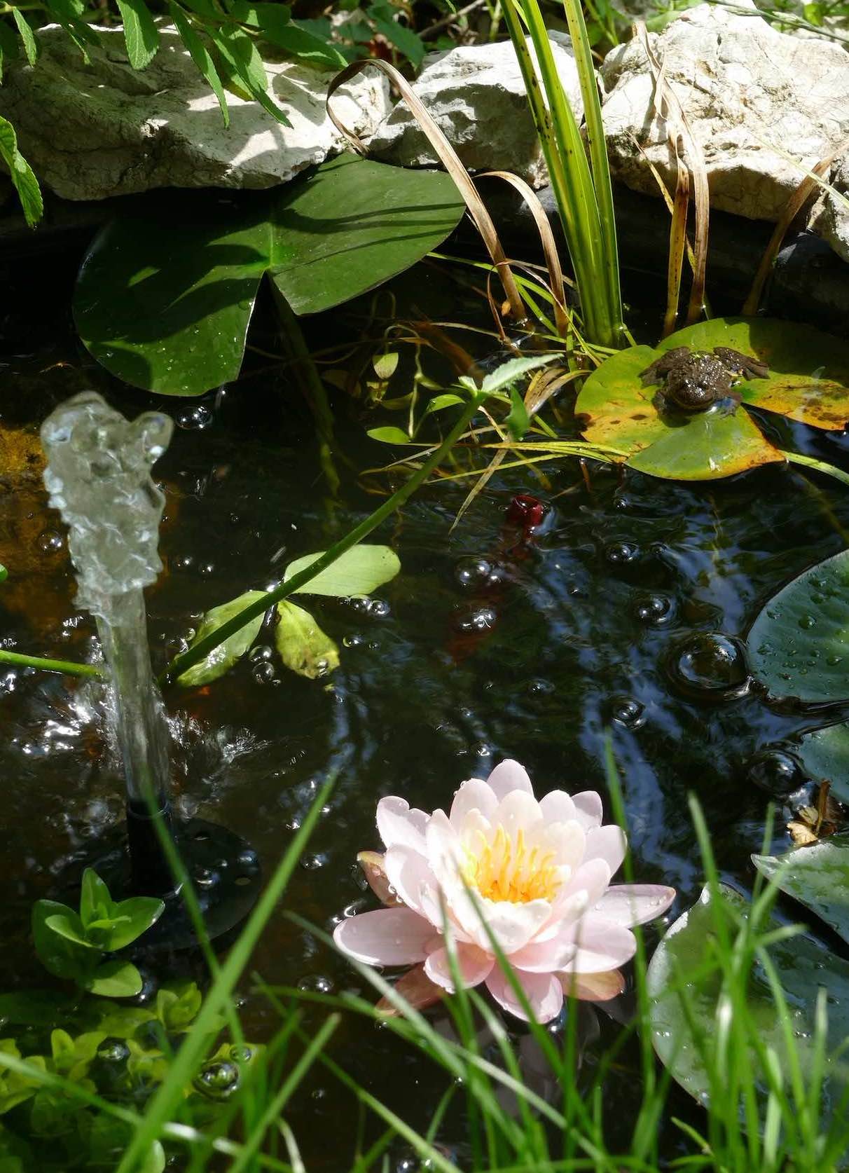 Seerosenteich mit Frosch, blühender Seerose und kleinem Wasserspiel im Mini-Solarteich