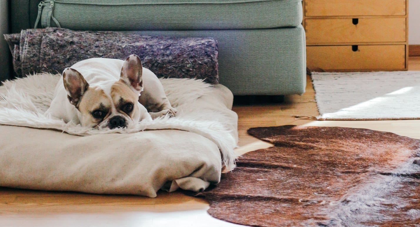 Hundewelpe auf einem flauschigen Kissen, daneben eine Ledermatte und ein Sofa