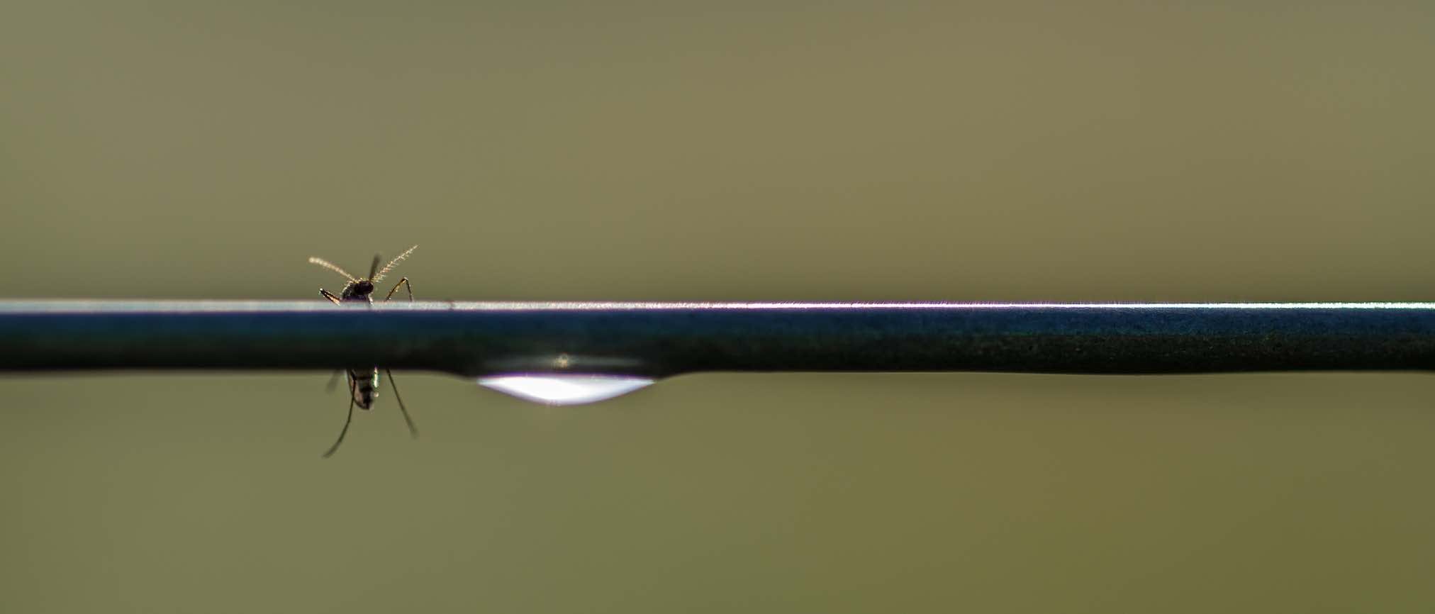 Eine Mücke sitzt auf einer dünnen schwarzen Stange, an der ein Wassertropfen hängt