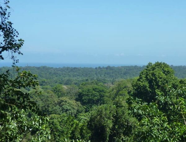 Blick von oben auf den weiten, grünen Regenwald von Costa Rica, dahinter das Meer und ein blauer Himmel