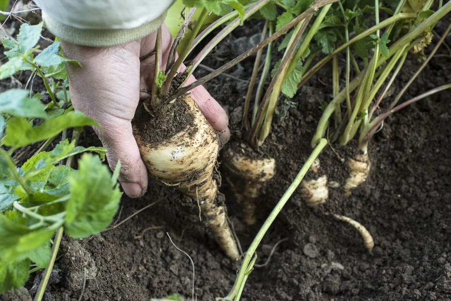 Eine Hand zieht eine Pastinake mit Erdresten aus dem dunklen Boden, daneben weitere Pflanzen