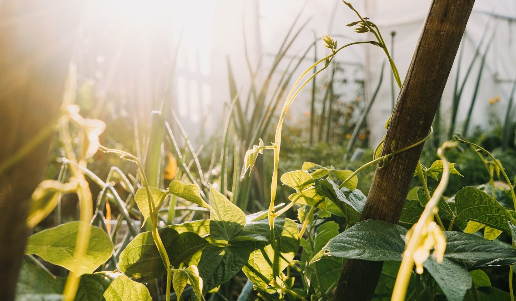 Sonnenbeschienener Permakultur-Garten mit jungen Pflanzen, die an einem Holzpfahl emporranken