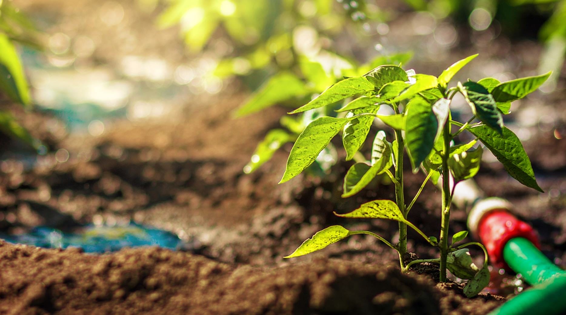 Ein junger Keimling wird von einem grünen Gartenschlauch bewässert, auf der Erde ist links eine Pfütze zu sehen