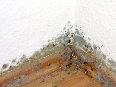 Schimmelbefall in der Ecke eines Raumes am Übergang von Wand zu Fußleistenartem Holz
