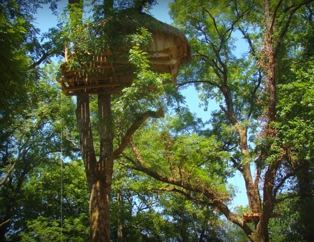Ein Baumhaus inmitten grüner Baumwipfel im Baumhaushotelpark „Domaine des Grands Lacs“