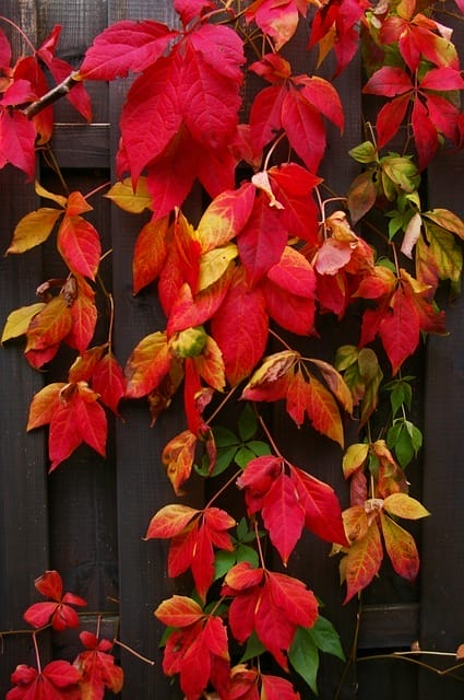 Rotes Laub der Jungfernrebe Parthenocissus quinquefolia vor einem Holzzaun im Herbst