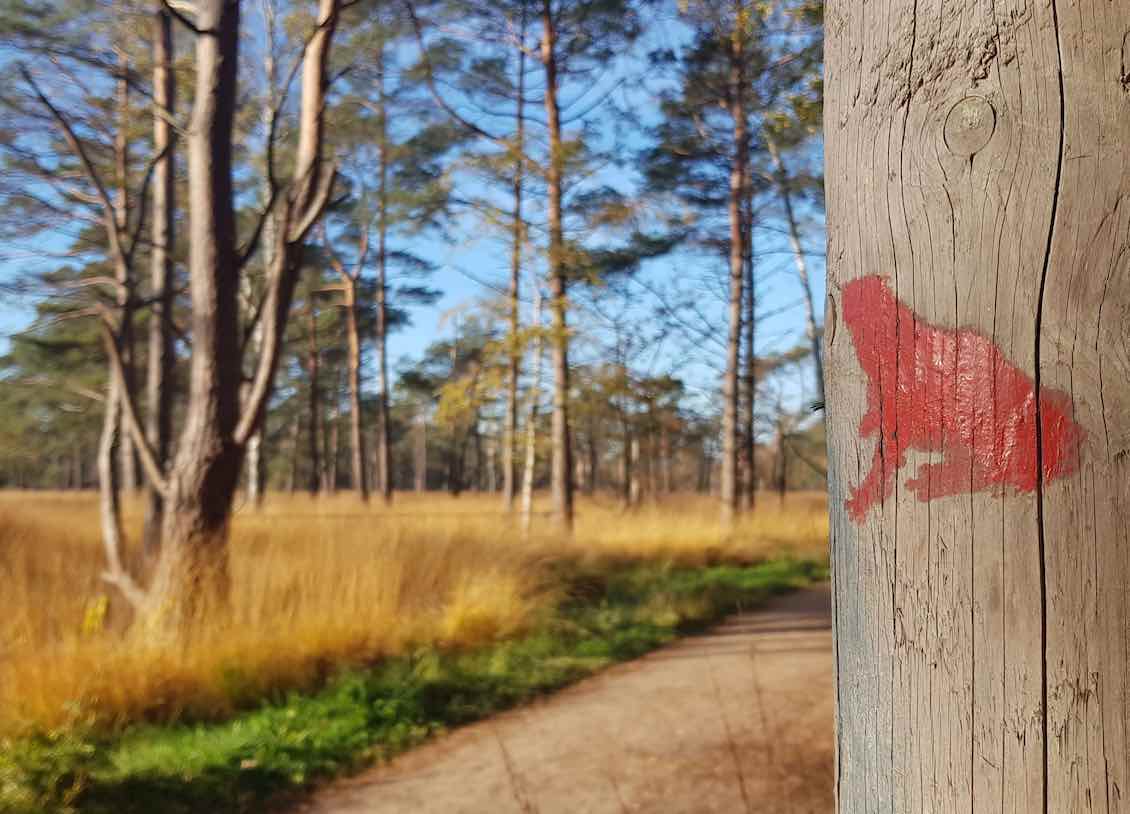 Rot aufgemaltes Eichhörnchen an einem Baumstamm mit einem Waldweg und Herbstwald im Hintergrund