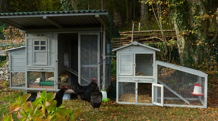 Zwei schwarz-graue Hühnerställe aus Holz im Garten. Davor zwei schwarze Hühner und grüne Büsche