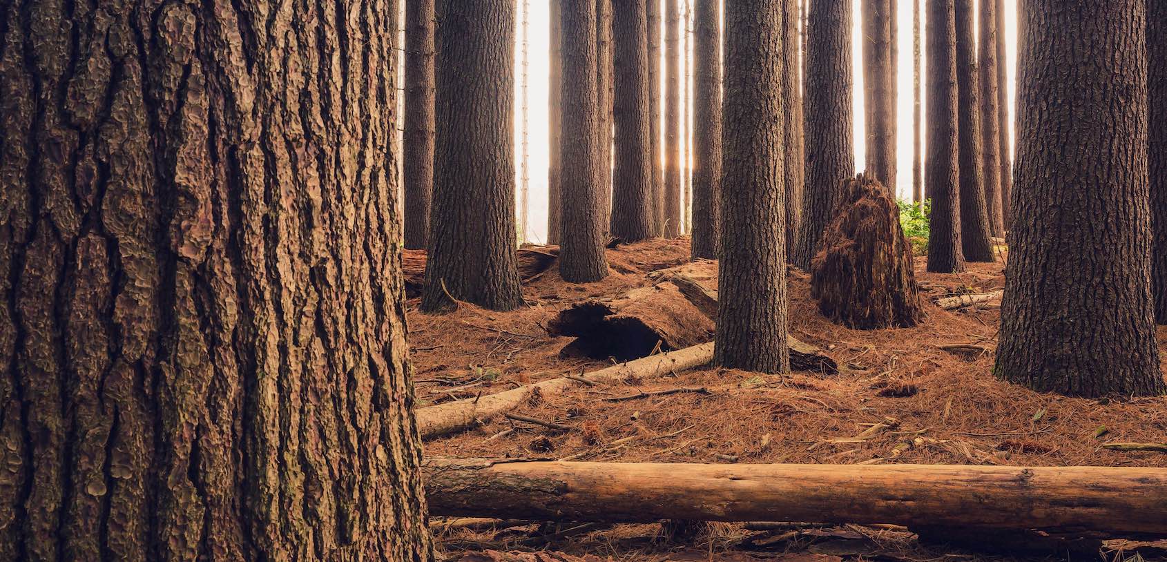 Ein dichter Nadelwald mit vielen Baumstämmen und trockenem Geäst und Ästen auf dem Waldboden