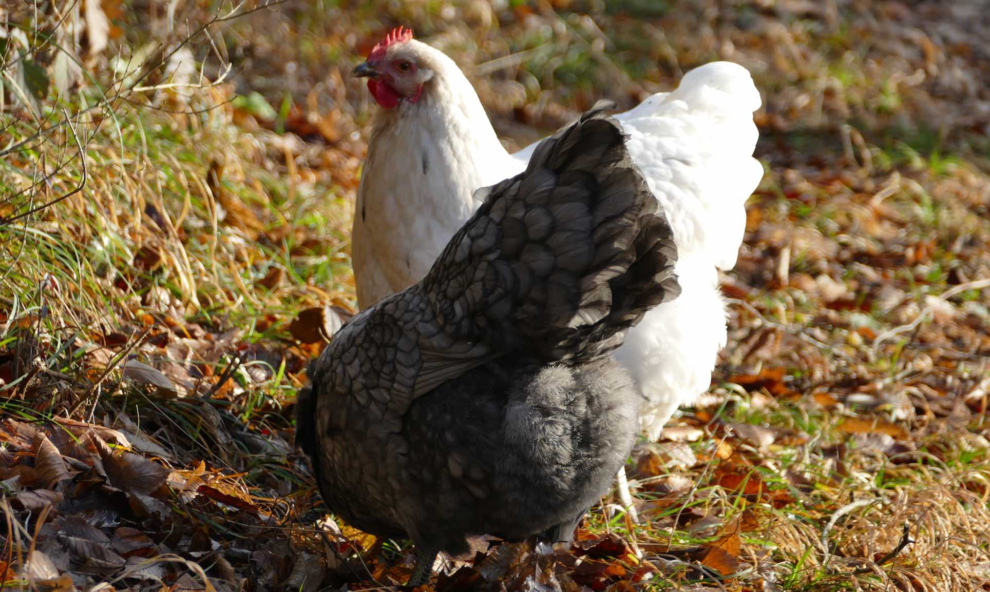 Ein weißes Huhn und ein grau meliertes Huhn stehen auf trockenem Gras und Herbstlaub