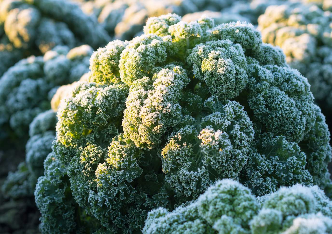 Nahaufnahme von Grünkohlblättern, die mit Raureif bedeckt sind, im winterlichen Garten