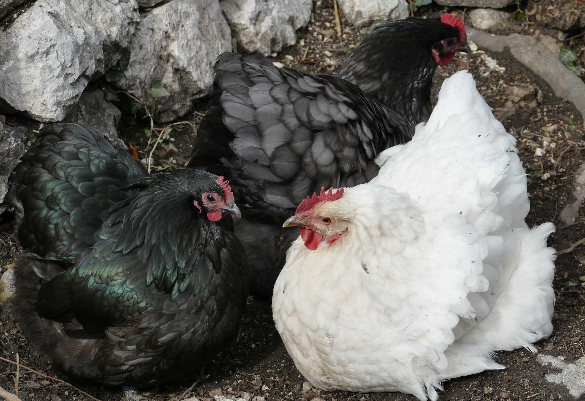 Drei Hühner, davon zwei schwarze und ein weißes Huhn, sitzen auf dem Erdboden mit Steinen im Hintergrund