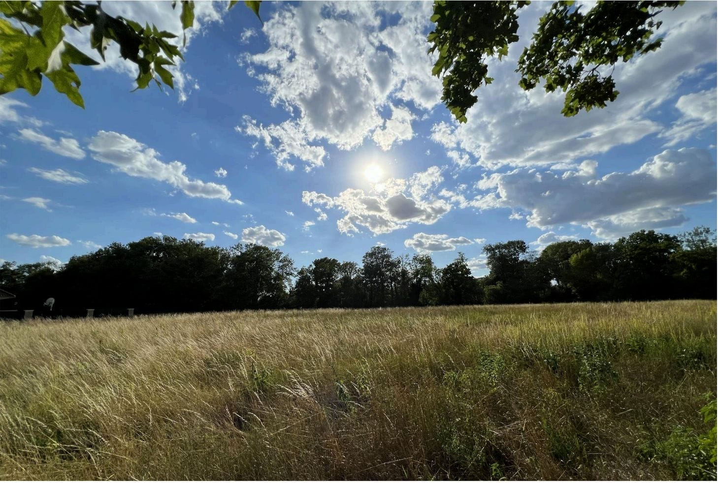 Sonniges Feld mit hohem Gras und Baumreihen am Horizont unter blauem Himmel mit Wolken in Schwadorf bei Wien
