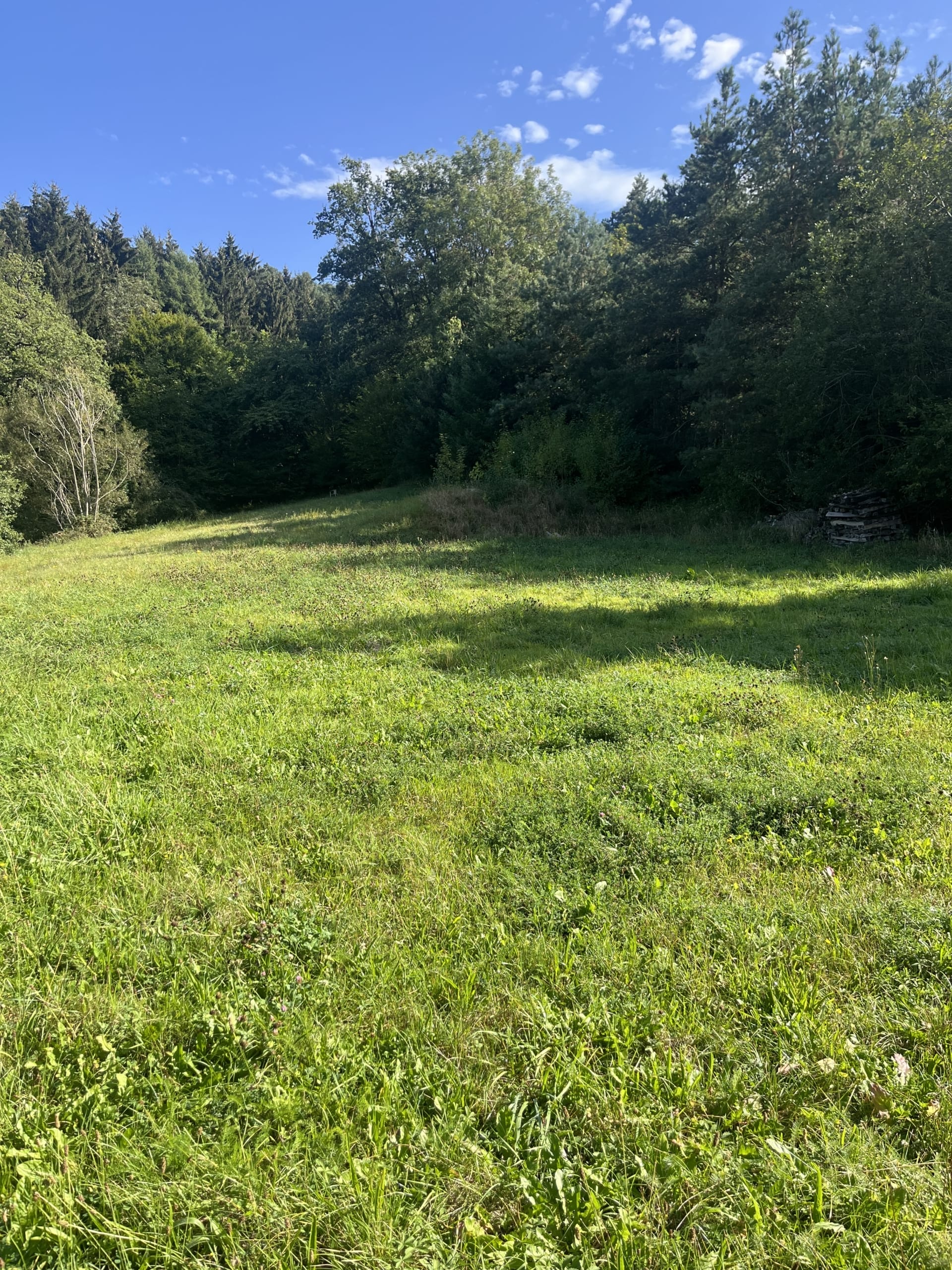 Großes, idyllisches Hanggrundstück in Neumarkt i.d.OPf. mit Wiese, Bäumen und blauem Himmel